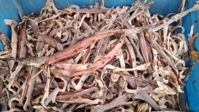 Scientists push for integrated strategy against illegal marine wildlife trade Scientists push for integrated strategy against illegal marine wildlife trade