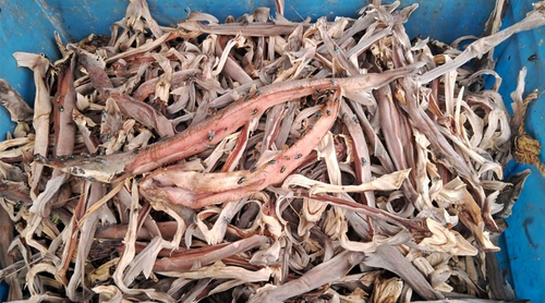 Scientists push for integrated strategy against illegal marine wildlife trade