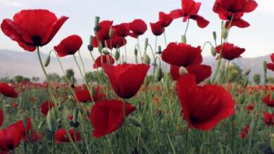 J&K Police destroys illegal poppy cultivation in Baramulla as part of ‘Nasha Mukt Abhiyaan’ J&K Police destroys illegal poppy cultivation in Baramulla as part of ‘Nasha Mukt Abhiyaan’
