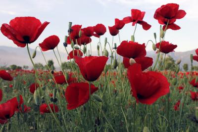 J&K Police destroys illegal poppy cultivation in Baramulla as part of ‘Nasha Mukt Abhiyaan’