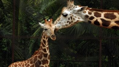 K’taka: Giraffe Shivani dies at Bannerghatta Biological Park after intestinal illness