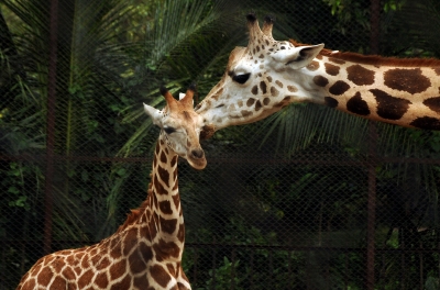 K’taka: Giraffe Shivani dies at Bannerghatta Biological Park after intestinal illness