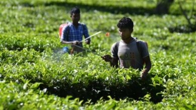 Key anti-virus defence system in plants explored by CCMB researchers
