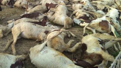 Lightning kills 90 sheep, goats in J&K’s Ganderbal district
