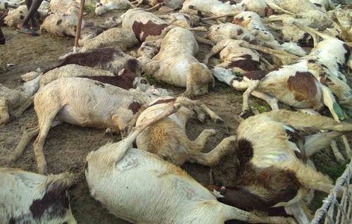 Lightning kills 90 sheep, goats in J&K’s Ganderbal district