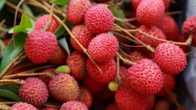 Centre forms expert panel to protect litchi crop in Bihar