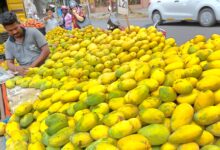 No ban on import of Indian mangoes by Nepal: Govt No ban on import of Indian mangoes by Nepal: Govt
