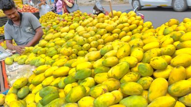 No ban on import of Indian mangoes by Nepal: Govt No ban on import of Indian mangoes by Nepal: Govt