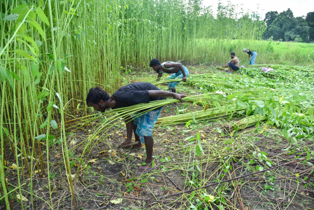 Govt interventions in plant‑based fibre sector convert residue into rural income: Report Govt interventions in plant‑based fibre sector convert residue into rural income: Report