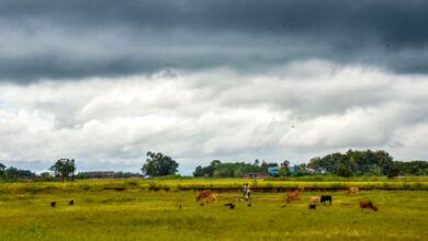 Centre rolls out special kharif plan for 315 vulnerable districts amid El Nino worries