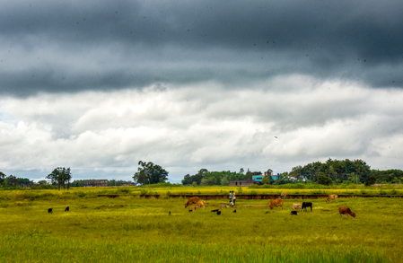Centre rolls out special kharif plan for 315 vulnerable districts amid El Nino worries Centre rolls out special kharif plan for 315 vulnerable districts amid El Nino worries