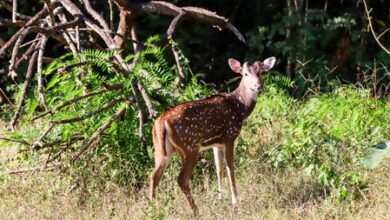 Karnataka govt approves full reopening of jungle safaris at Bandipur, Nagarahole Tiger Reserves