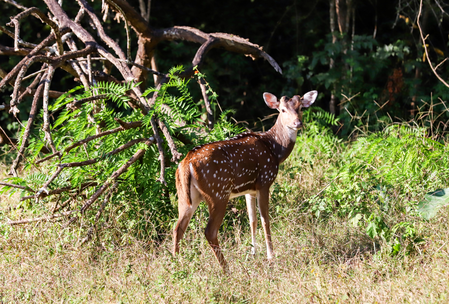Karnataka govt approves full reopening of jungle safaris at Bandipur, Nagarahole Tiger Reserves