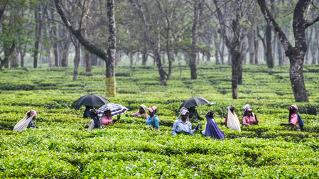 Nepal: Tea producers shut factories, say India’s strict import rules complicating exports Nepal: Tea producers shut factories, say India’s strict import rules complicating exports
