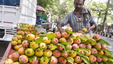 Centre announces relief for K’taka mango growers; Union Min Joshi thanks PM Modi, Shivraj Chouhan