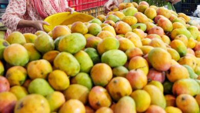 Tripura: Exotic mango under trial for self-reliance Tripura: Exotic mango under trial for self-reliance