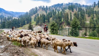 Suspected pesticide-contaminated pasture in J&K’s Tral kills 20 sheep