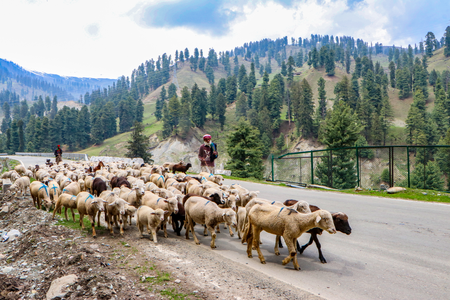 Suspected pesticide-contaminated pasture in J&K’s Tral kills 20 sheep Suspected pesticide-contaminated pasture in J&K’s Tral kills 20 sheep