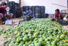 Indian mangoes prove a hit in Washington