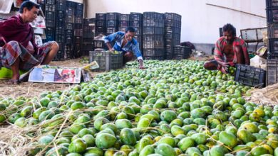 Indian mangoes prove a hit in Washington