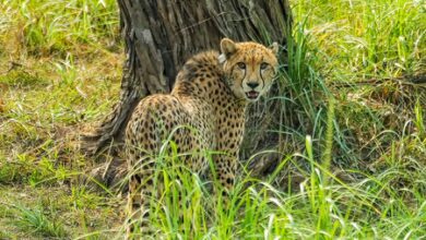 MP: India-born cheetah kgp11 dies at Kuno after treatment MP: India-born cheetah kgp11 dies at Kuno after treatment