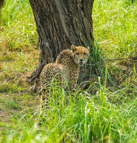 MP: India-born cheetah kgp11 dies at Kuno after treatment MP: India-born cheetah kgp11 dies at Kuno after treatment