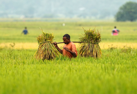 India’s agriculture GVA more than doubles to Rs 48.7 lakh crore in a decade
