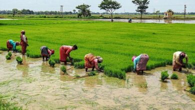 Fertiliser price hike deepens concerns among farmers amid rising cultivation costs