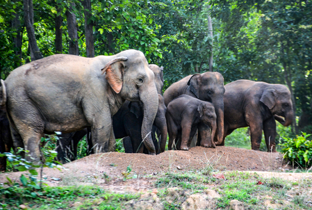 Elephant herd kills couple in MP’s Sidhi; protest erupts over rehabilitation issues