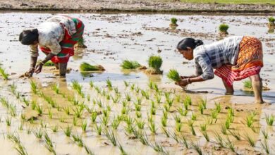 Foodgrain stocks adequate, fertilisers and edible oil availability strong and stable: Centre Foodgrain stocks adequate, fertilisers and edible oil availability strong and stable: Centre