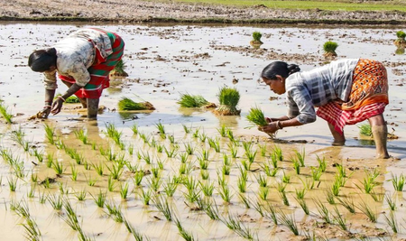 Foodgrain stocks adequate, fertilisers and edible oil availability strong and stable: Centre Foodgrain stocks adequate, fertilisers and edible oil availability strong and stable: Centre