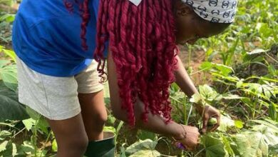 Okra farmers in TN’s Salem face heavy losses as prices crash