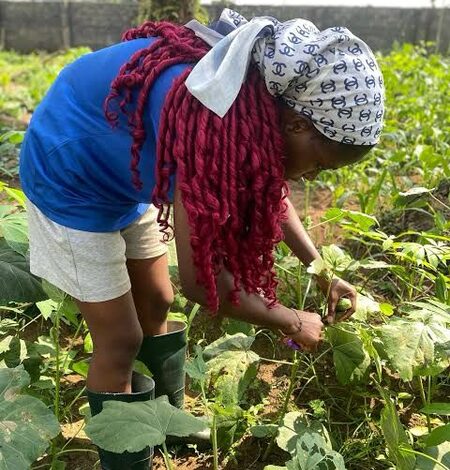 Okra farmers in TN’s Salem face heavy losses as prices crash Okra farmers in TN’s Salem face heavy losses as prices crash