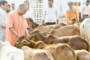 Protecting cows is our fundamental duty: Reactions pour in over CM Yogi’s remarks