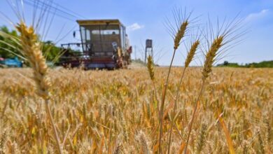 Rising fertiliser costs drive downturn in Australian wheat production