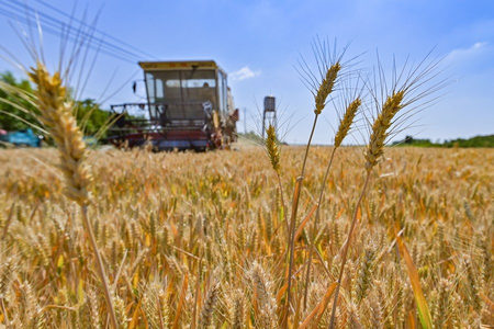 Rising fertiliser costs drive downturn in Australian wheat production Rising fertiliser costs drive downturn in Australian wheat production