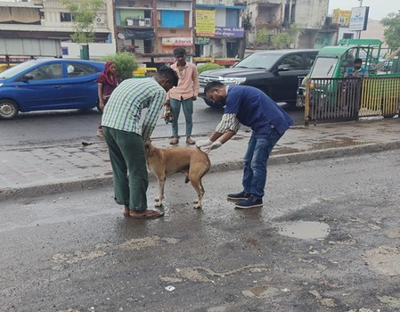 SC stray dog order implemented across Ahmedabad; AMC covers 1,050 sites under compliance drive SC stray dog order implemented across Ahmedabad; AMC covers 1,050 sites under compliance drive