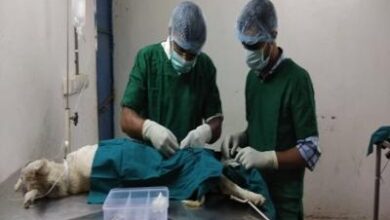 Ahmedabad nears 90 pc stray dog sterilisation under rabies control programme Ahmedabad nears 90 pc stray dog sterilisation under rabies control programme