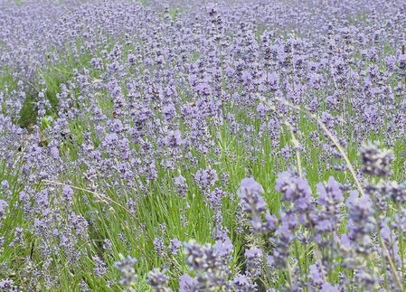 J&K: Thousands choose lavender over maize cultivation in Doda, make monetary gains