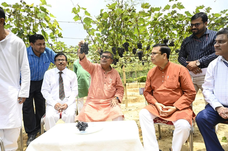 Tripura targets grape revolution with first sweet cultivation