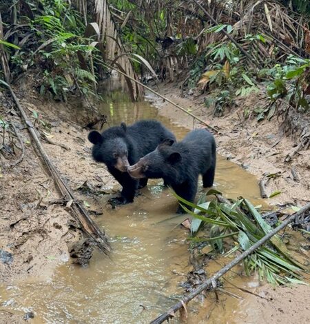 Two orphaned Asiatic black bears released into wild after rehabilitation in Assam’s Kaziranga National Park