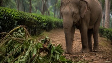 K’taka: IPS officer’s wife killed in wild elephant attack; CM Shivakumar offers condolences