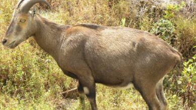 Nilgiri Tahr population rises to 1,364 in Tamil Nadu: Survey