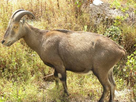 Nilgiri Tahr population rises to 1,364 in Tamil Nadu: Survey