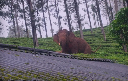 Monsoon vigil intensified in Gudalur as TN forest dept steps up wildlife monitoring