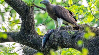 Assam’s Kaziranga emerges as key haven in India for raptors and storks: Survey