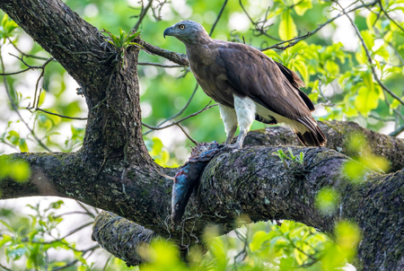 Assam’s Kaziranga emerges as key haven in India for raptors and storks: Survey Assam’s Kaziranga emerges as key haven in India for raptors and storks: Survey