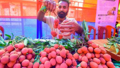Assam litchi reaches Dubai market, opening new export avenues for farmers