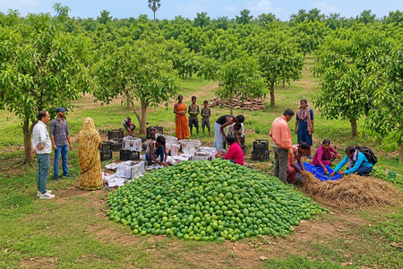 Jharkhand makes global debut in fruit exports, 1st mango consignment sent to UK