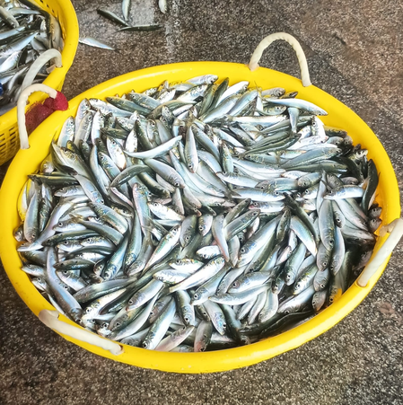 Himachal supplies 8.5 lakh rainbow trout fry to Uttarakhand Himachal supplies 8.5 lakh rainbow trout fry to Uttarakhand